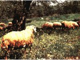 Sheep still graze throughout Israel, like these under an ancient olive tree. 